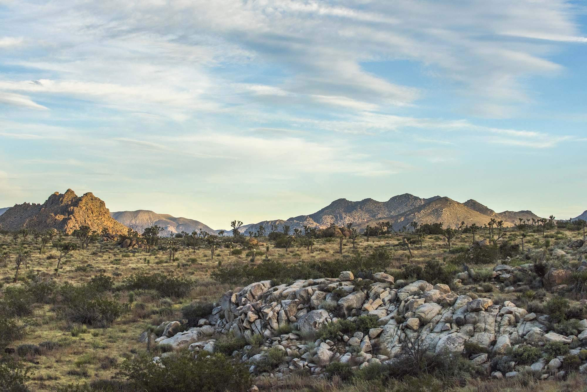 Joshua trees and granite boulders at sunset, Joshua Tree National Park