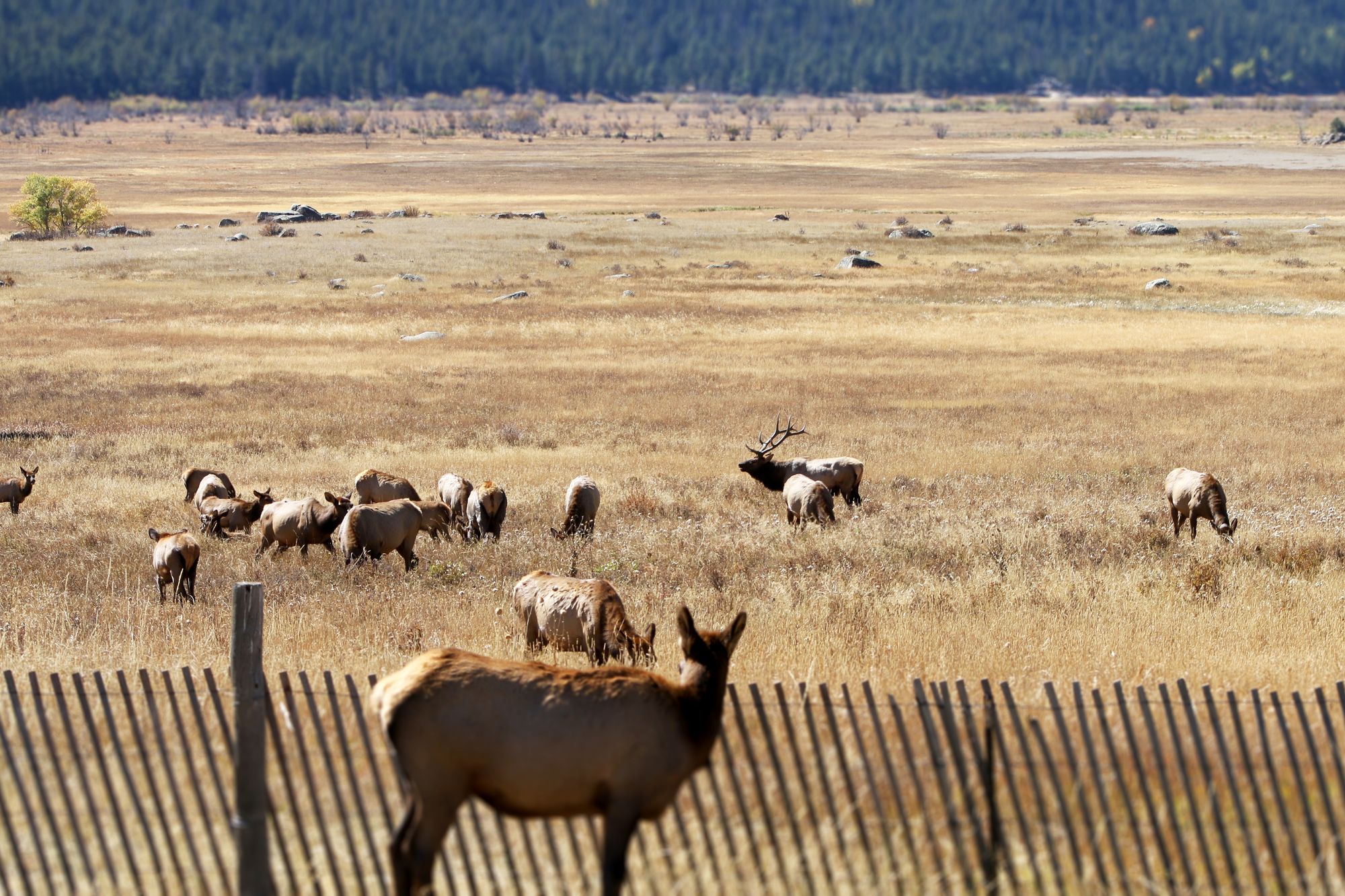 A herd of elk grazing in golden autumn grass in Moraine Park, Rocky Mountain National Park, with a bull elk and a fence in the foreground