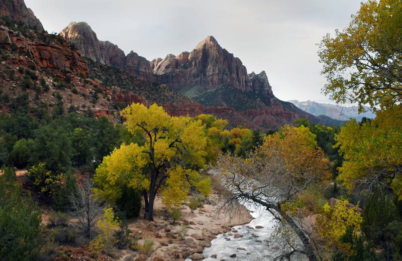 The Watchman above autumn cottonwoods, Zion National Park