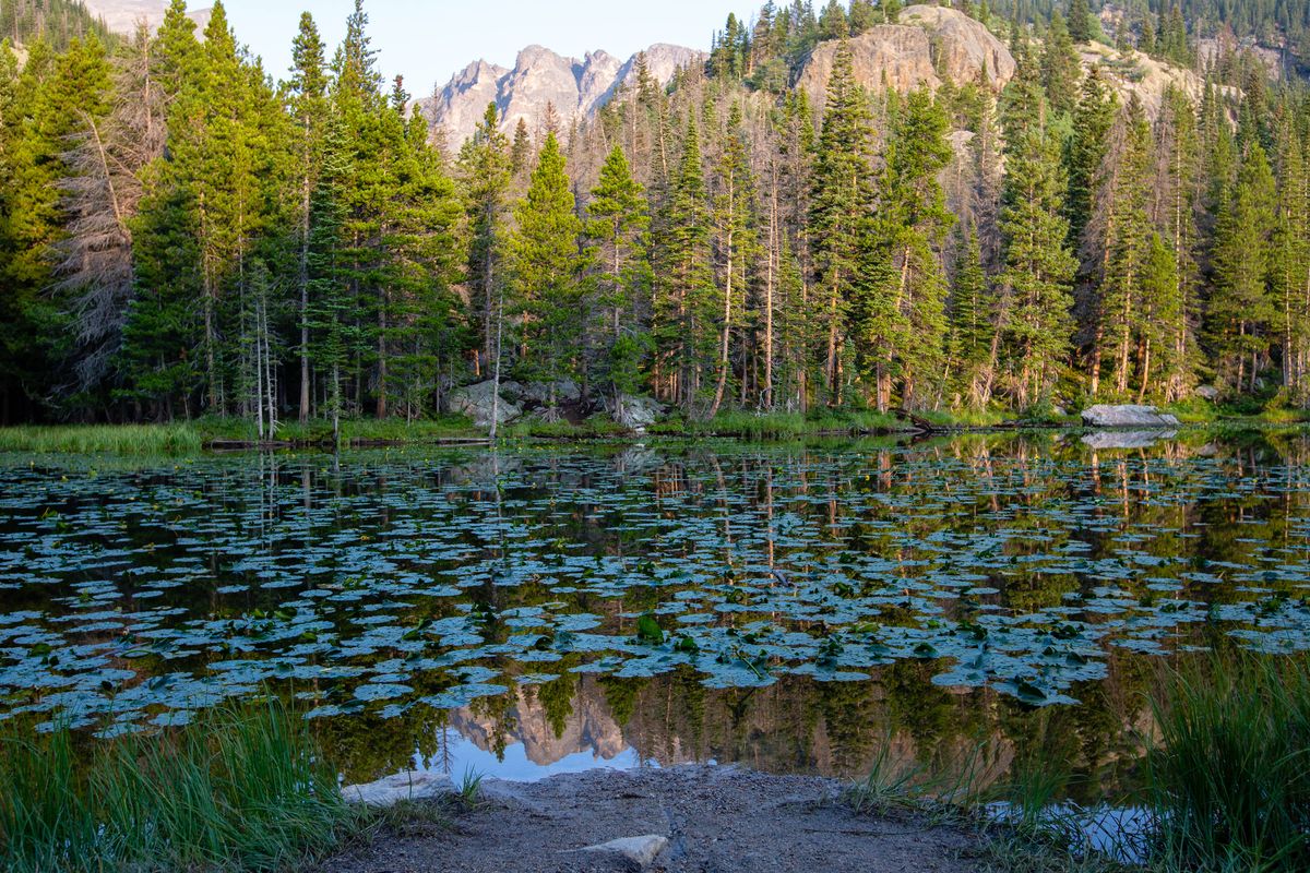 Dream Lake with lily pads and pine forest below rocky peaks, Rocky Mountain National Park