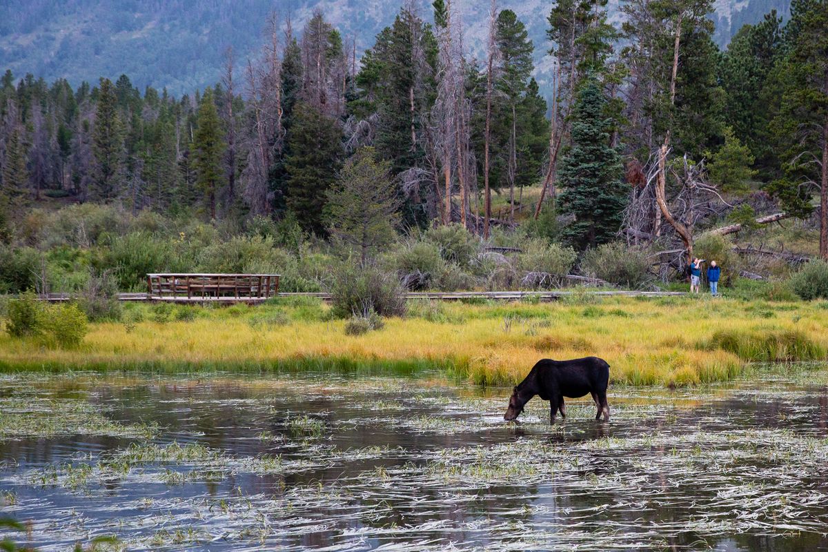 A moose wading in the shallows at the edge of Sprague Lake, with pine forest behind