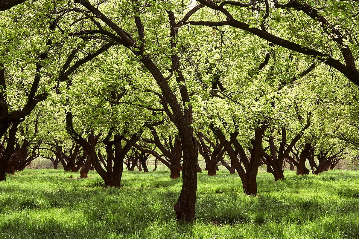 Rows of old fruit trees in full spring bloom in the Fruita orchards, Capitol Reef National Park