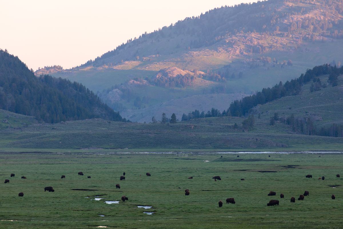 Bison grazing across the wide green Lamar Valley at sunrise, forested hills behind
