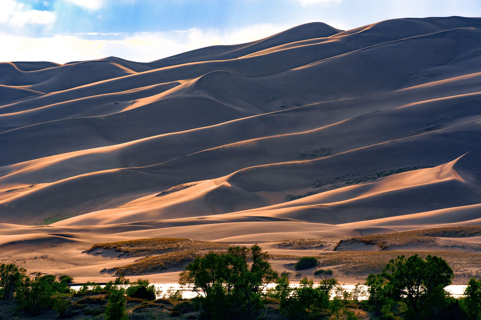Long, sharp-edged sand dune ridges in warm late-afternoon light at Great Sand Dunes, with a line of green trees along Medano Creek in front