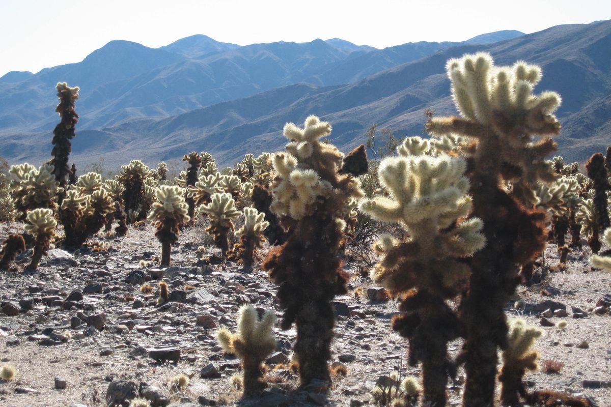 Dozens of pale, fuzzy-looking teddy-bear cholla cacti on rocky ground, with bare mountains behind