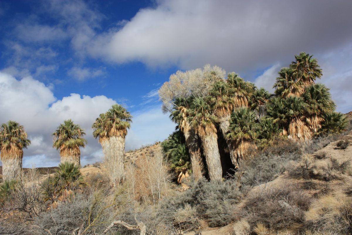 A cluster of California fan palms and a tall leafless tree on a dry, rocky slope at Cottonwood Spring, under a partly cloudy sky