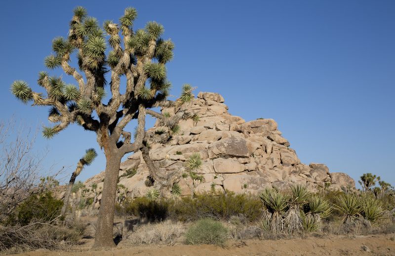 A lone Joshua tree in front of a pile of granite boulders under a blue sky in Joshua Tree National Park