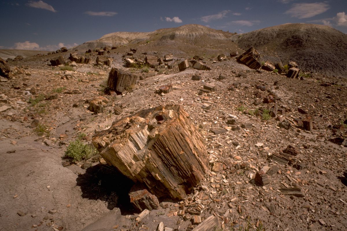 Large sections of petrified log, striped in orange and grey, lying on a barren slope among scattered stone chips, with grey badland hills behind