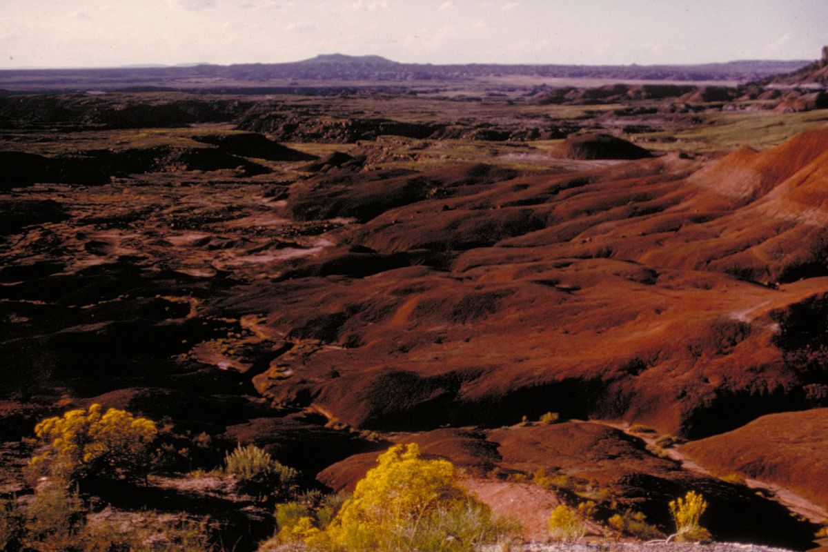 Red, brown and grey badlands of the Painted Desert at Petrified Forest National Park, with yellow shrubs in the foreground
