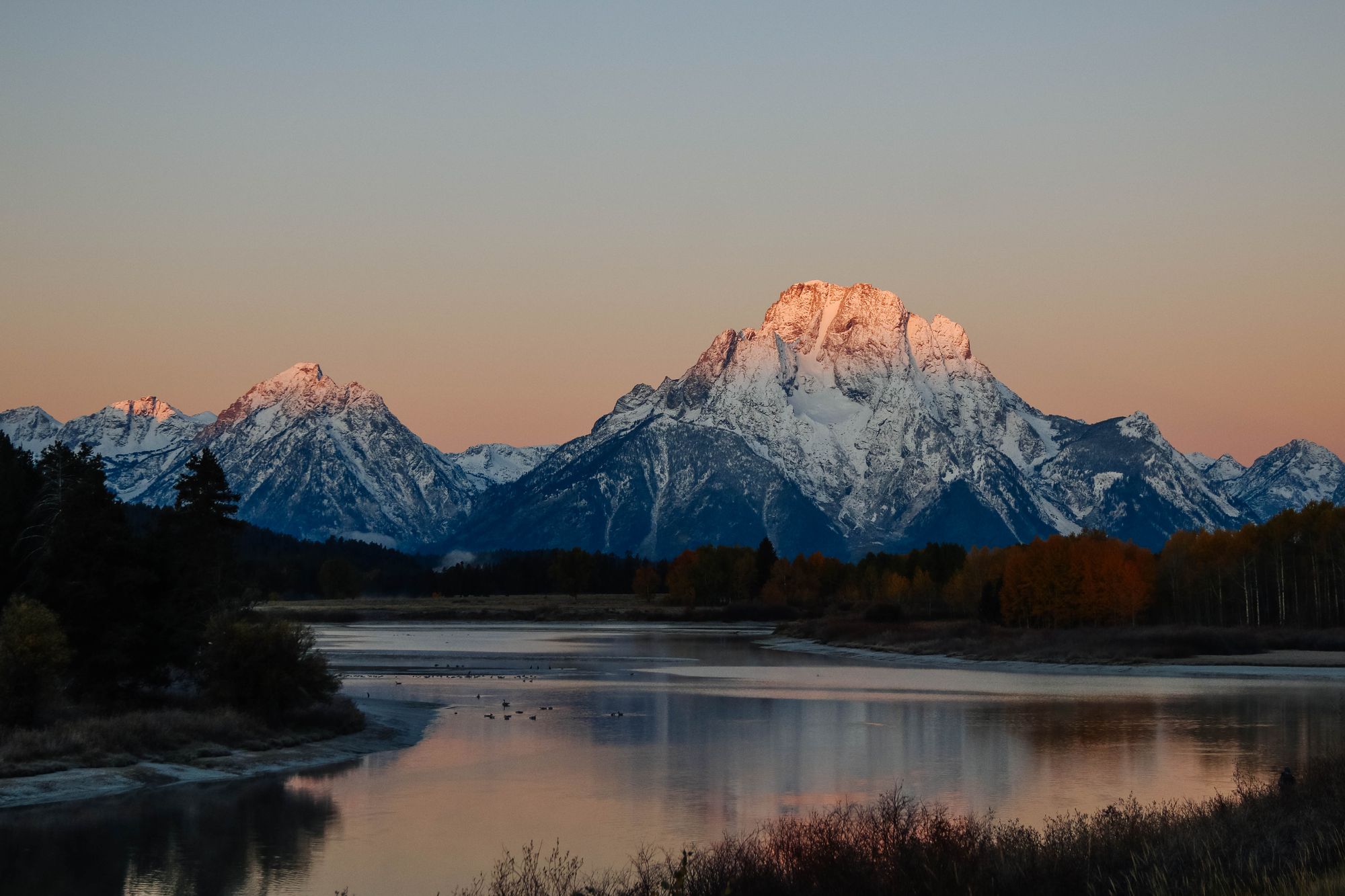 Mount Moran lit pink at sunrise above the still Snake River at Oxbow Bend, with autumn aspens, Grand Teton National Park